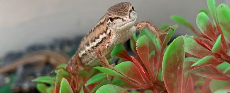 サラリーマンのカナヘビ飼育 カナパパブログ