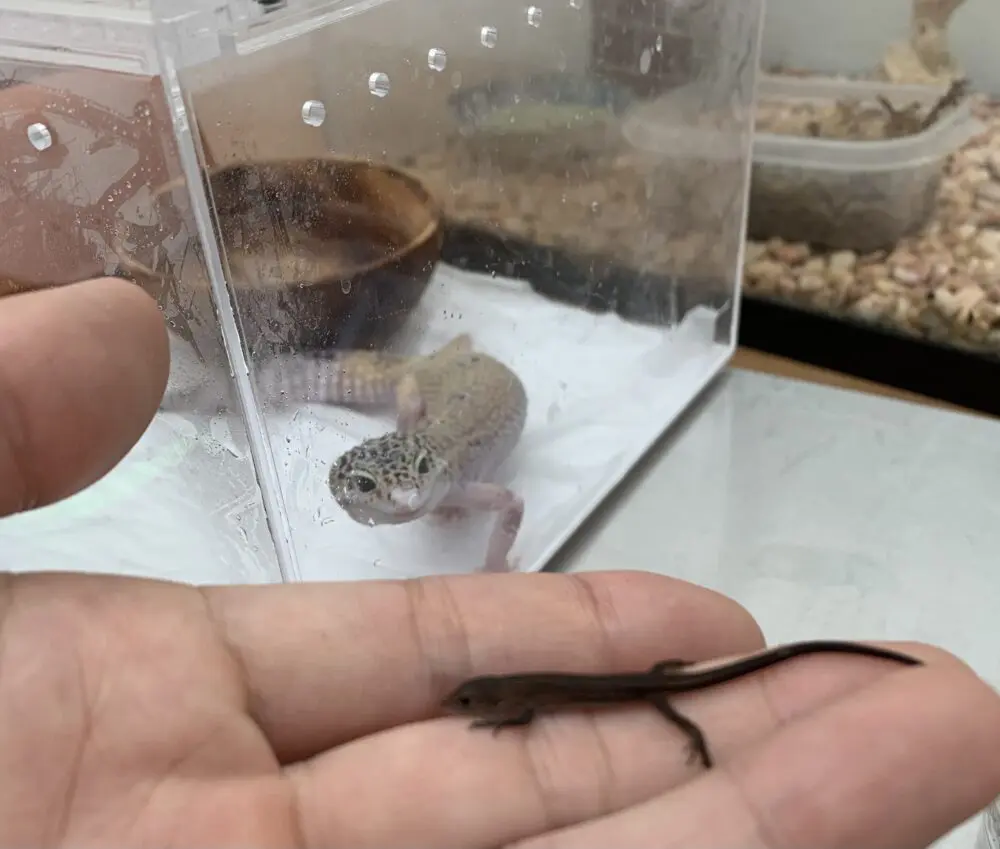 赤ちゃんカナヘビは孵化して1 2日はエサを食べない 初給餌におすすめのエサを紹介します カナヘビ飼育のためのカナパパブログ