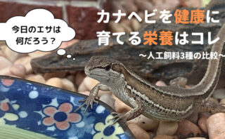 カナヘビ飼育におけるエサの選び方 適正量 拒食時の対策とは カナヘビ飼育のためのカナパパブログ