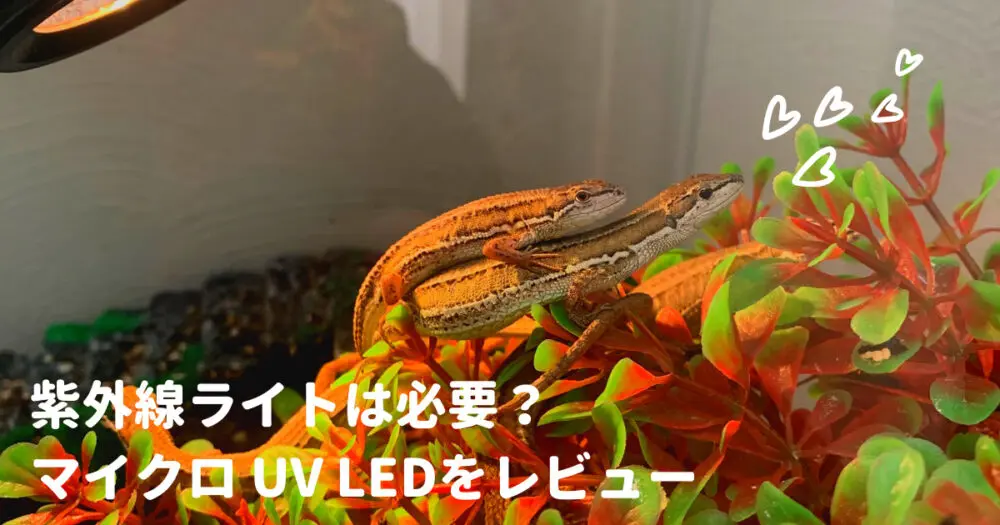 カナヘビに紫外線ライトはなぜ必要か 必要性とオススメ紫外線ライト マイクロ Uv Led をレビュー カナヘビ飼育のためのカナパパブログ カナヘビに紫外線ライトはなぜ必要か 必要性とオススメ紫外線ライト マイクロ Uv Led をレビュー カナヘビ飼育のためのカナパパブログ