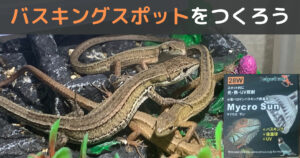 カナヘビの飼育レイアウトにお困りの方必見 素敵なレイアウト事例を一挙公開 カナヘビ飼育のためのカナパパブログ