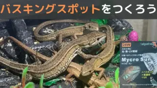 メンテナンス不要なのに臭い軽減 カナヘビの飼育環境に最適なコケリウムの立ち上げ方 カナヘビ飼育のためのカナパパブログ メンテナンス不要なのに臭い軽減 カナヘビの飼育環境に最適なコケリウムの立ち上げ方 カナヘビ飼育のためのカナパパブログ