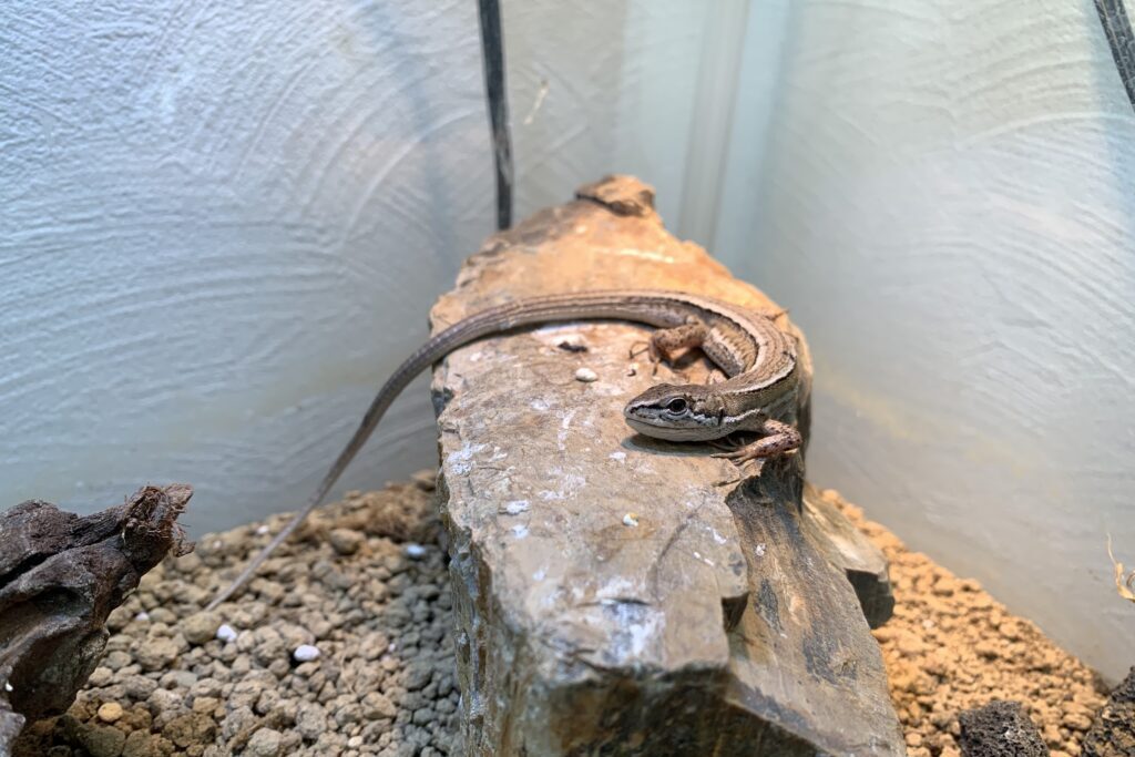 温かい石の上で日光浴するカナヘビ