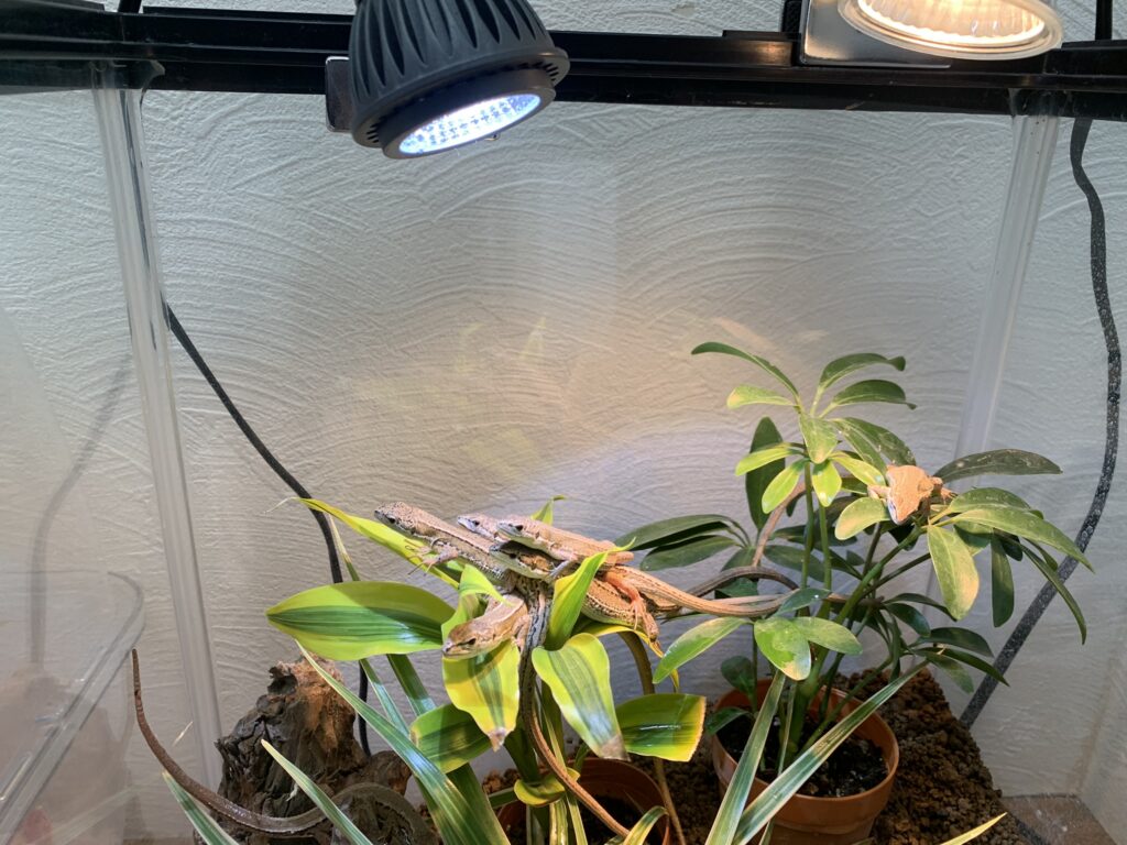 紫外線ライトの下で日光浴をするカナヘビ