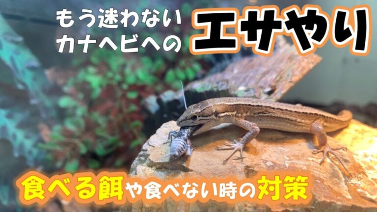 ニホンカナヘビも絶滅危惧種!?日本に生息する美しいカナヘビ6種類を解説 | カナヘビ飼育のためのカナパパブログ